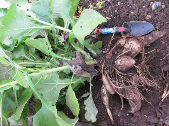 Alternative text should describe the visual content of the image.