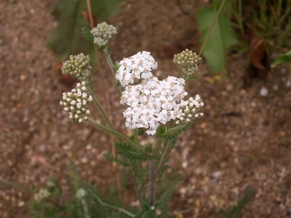 Yarrow (Achillea millefolium) in flower