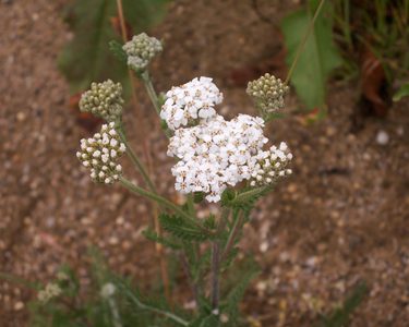 Yarrow (Achillea millefolium) in flower