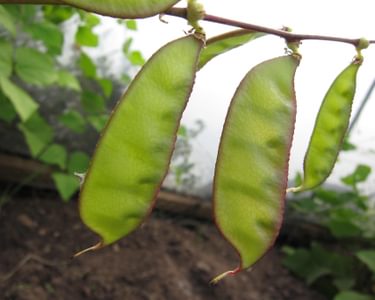 Alternative text should describe the visual content of the image.