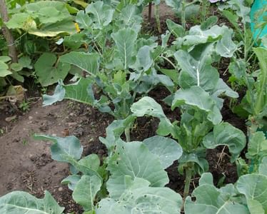 Alternative text should describe the visual content of the image.