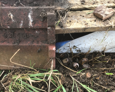 snail shells in dark corner by compost bin