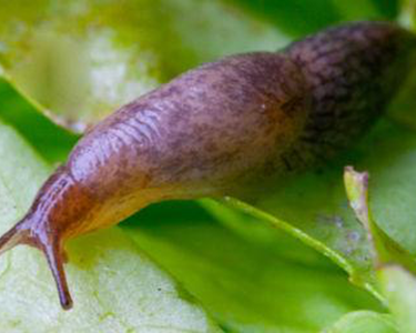 Slug on leaf